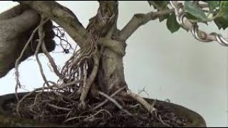 813 -Barish mausam me Ficus Panda aur dusre  plants par der saari aerial roots kaise banayen -8/9/18