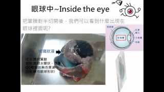 台大知覺心理學作業一B~牛眼解剖集錦紀錄
