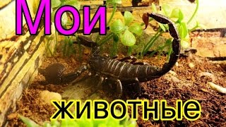 Змеи,скорпионы и прочие гады дома.