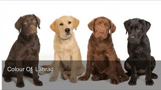 Labrador Vs Pug |Labrador And Pug Compare|Hindi|Red Facts|Animal Compare