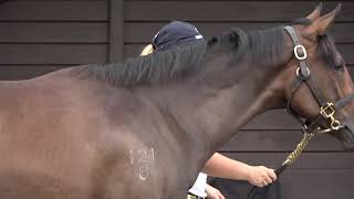 Karaka Savabeel x Diana Dors Filly