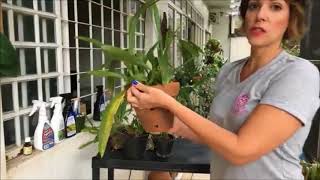 oncidium