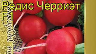 Редис обыкновенный Черриэт. Краткий обзор, описание характеристик, где купить семена
