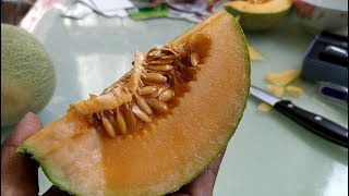 Cantaloupe Melon 新疆哈密瓜测评