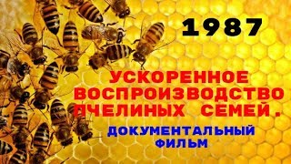 Пчеловодство - Ускоренное воспроизводство пчелиных семей - 1987 - Документальный фильм.