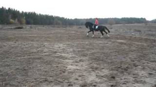 Visavis holstein stallion dressage jumping 2006 SOLD