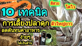 10 เทคนิคการเลี้ยงปลาดุกให้ลดต้นทุนแบบง่ายๆ โตไว ตัวใหญ่ยาว ได้ผลผลิตเกินคุ้ม กำไรเกินคาด