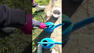 Осенняя подкормка клубники - получи лучший урожай в следующем году! #shorts