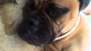 Waking up the dog