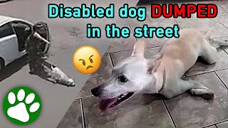 Cruel woman dumps disabled dog, but is unaware that her horrible actions are caught on camera
