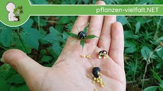 Vierbl. Einbeere - Früchte/Samen (unreif) - 12.06.18 (Paris quadrifolia) - giftige Wildpflanzen