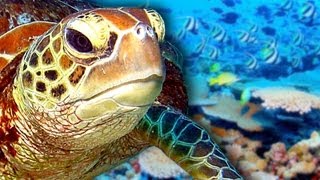 Great Barrier Reef Dying!