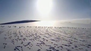 Прикол. Охота на зайца!