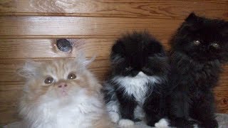 Смешные животные до слез бесплатно 2019 - Смешное видео МатроскинТВ