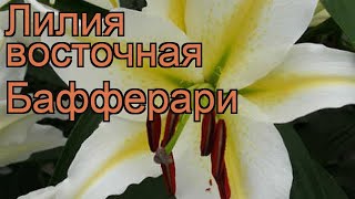 Лилия восточная Бафферари (lilium oriental bafferari) ? обзор: как сажать, луковицы лилии Бафферари