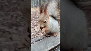 Белка выбрала орех / The squirrel chose a nut