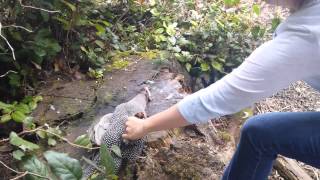 Killing hens