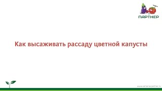 Как высаживать рассаду цветной капусты