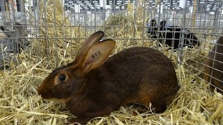 Бельгийский заяц красно коричневый Noordscow 2015 Голландия