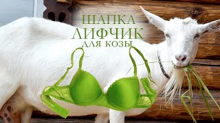 Шапка - лифчик для козы. А НАДО ?