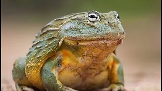 Африканская Роющая лягушка