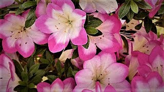 [4K]さつき展?satsuki azalea Exhibition ?神代植物公園 31st May 2019