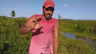 Pesca de tilapias em Itapissuma parte 1