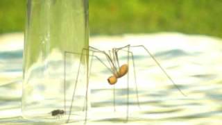 Funny spider!
