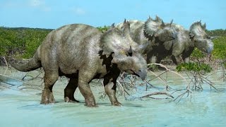 New horned face dinosaur species found
