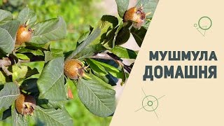мушмула гермаська cорт Домашня