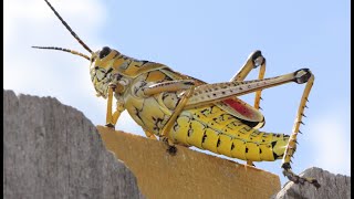 FLORIDA / LOCUST /GRASSHOPPER/ Cheryls Home Cooking