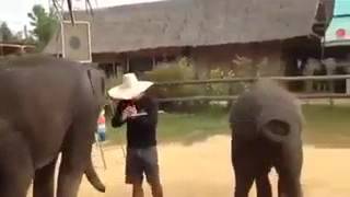 THE AMAZING ELEPHNT$$