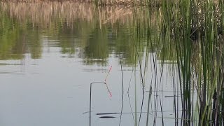 Весенняя рыбалка на карася в Желтых Водах