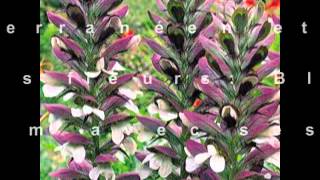 Fleurs Vivaces_Acanthus mollis_acanthe à larges feuilles