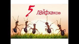 5 Лайфхаков для мирмикипера