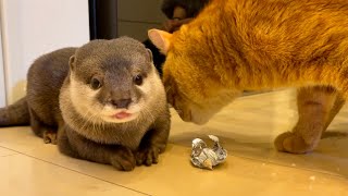 カワウソさくら バレンタインにカワウソ♀から猫♂へプレゼント！Present from otter ♀ to cat ♂ on Valentine's Day!