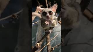 Summer Adventure at the Cincinnati Zoo & Botanical Garden presented by Cincinnati/NKY Honda Dealers