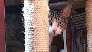 「無くなった」と目で訴える猫 - Where is my Cat Toy? -