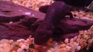 6 Year Old Paddle Tail Newt
