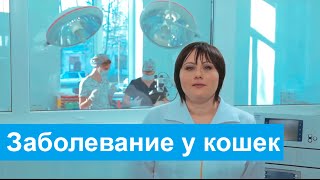 Гипертрофическая кардиомиопатия.  Заболевание у кошек.