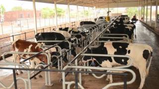 Rakesh Group Modern Dairy Farm
