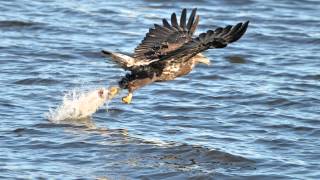 Wildlife photography w Tamron SP 150-600mm zoom on bald eagles, pelicans on Mississippi River