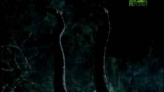 Fooled by Nature - Rhythmic Rattlesnake Mating