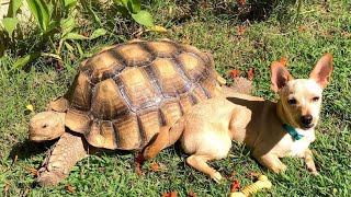 Rescued tortoise now gets massages, treats, and dog kisses
