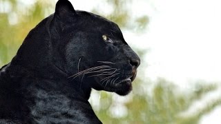Чёрная пантера - Black Panther (Энциклопедия животных)