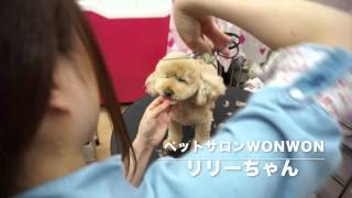 大阪 旭区 ペット カット シャンプー 美容 【リリーちゃんのびふぉーあふたー♪】