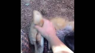 Happy fox on drugs wtf ?