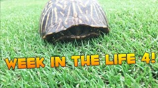 Week In The Life of Jerome: NEW TURTLE FRIEND! #4 | JeromeASF