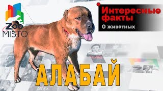 Алабай - Интересные факты о породе