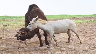 Эти Животные Напали Не На Того Противника...